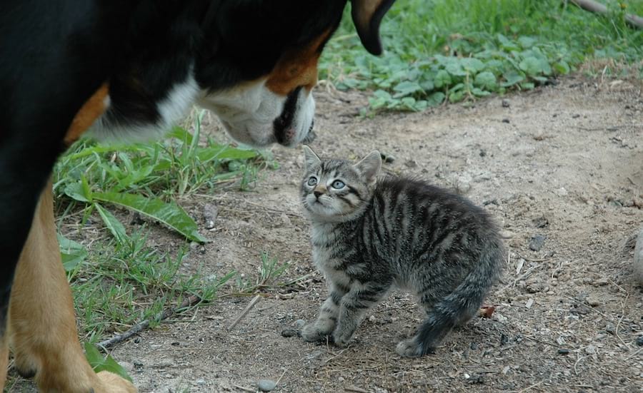 A cautious cat