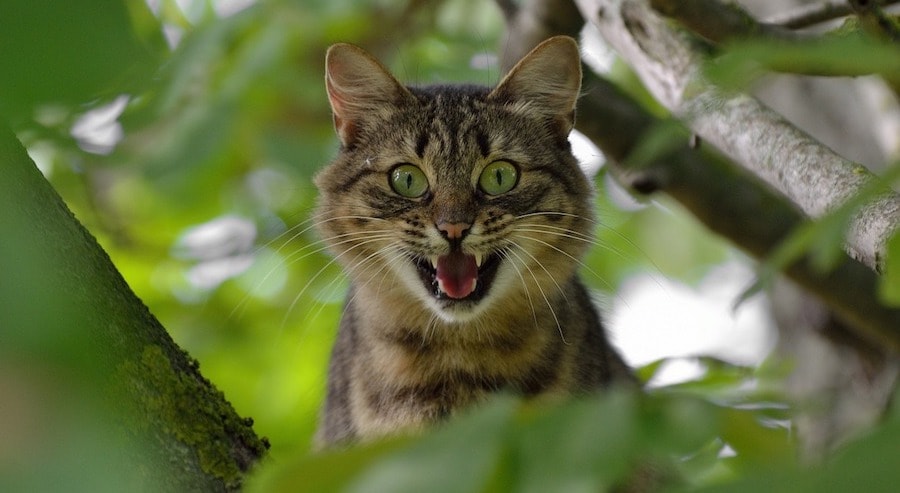 This cat hates change, too