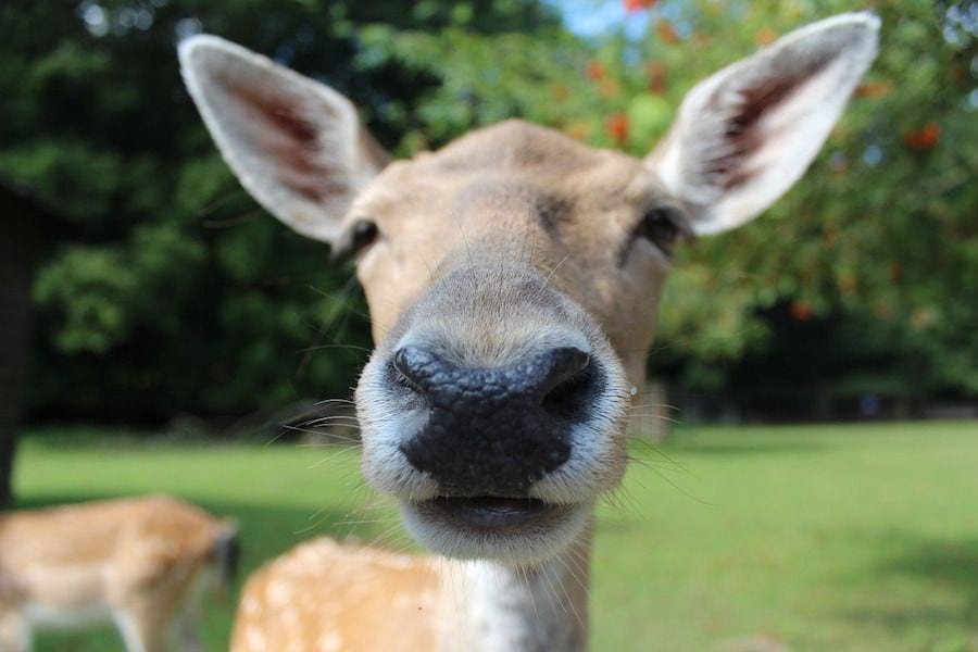 A curious deer