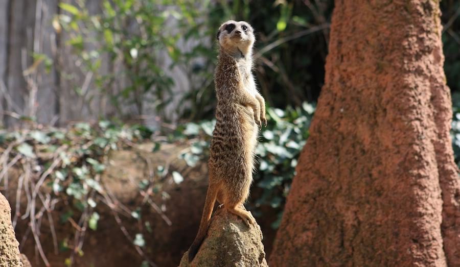 Meerkat knows what's going on