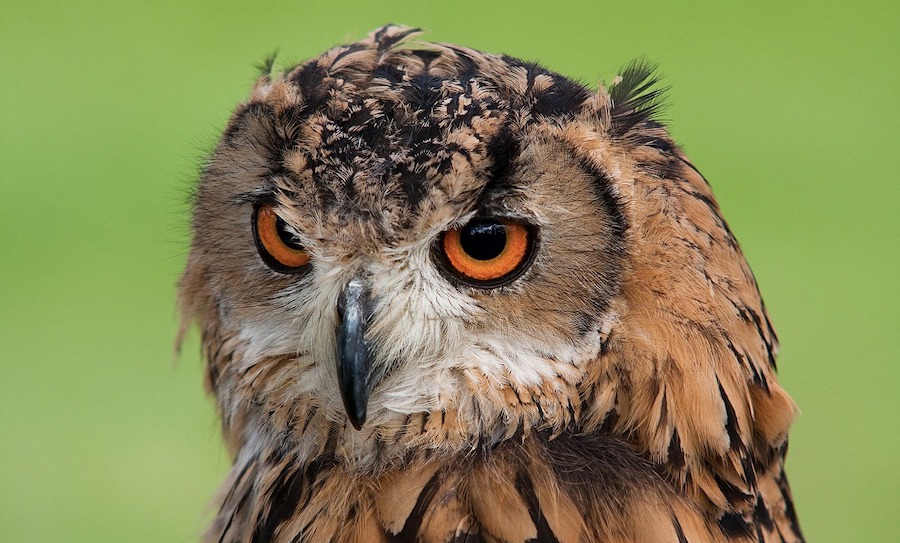 An owl with a serious look