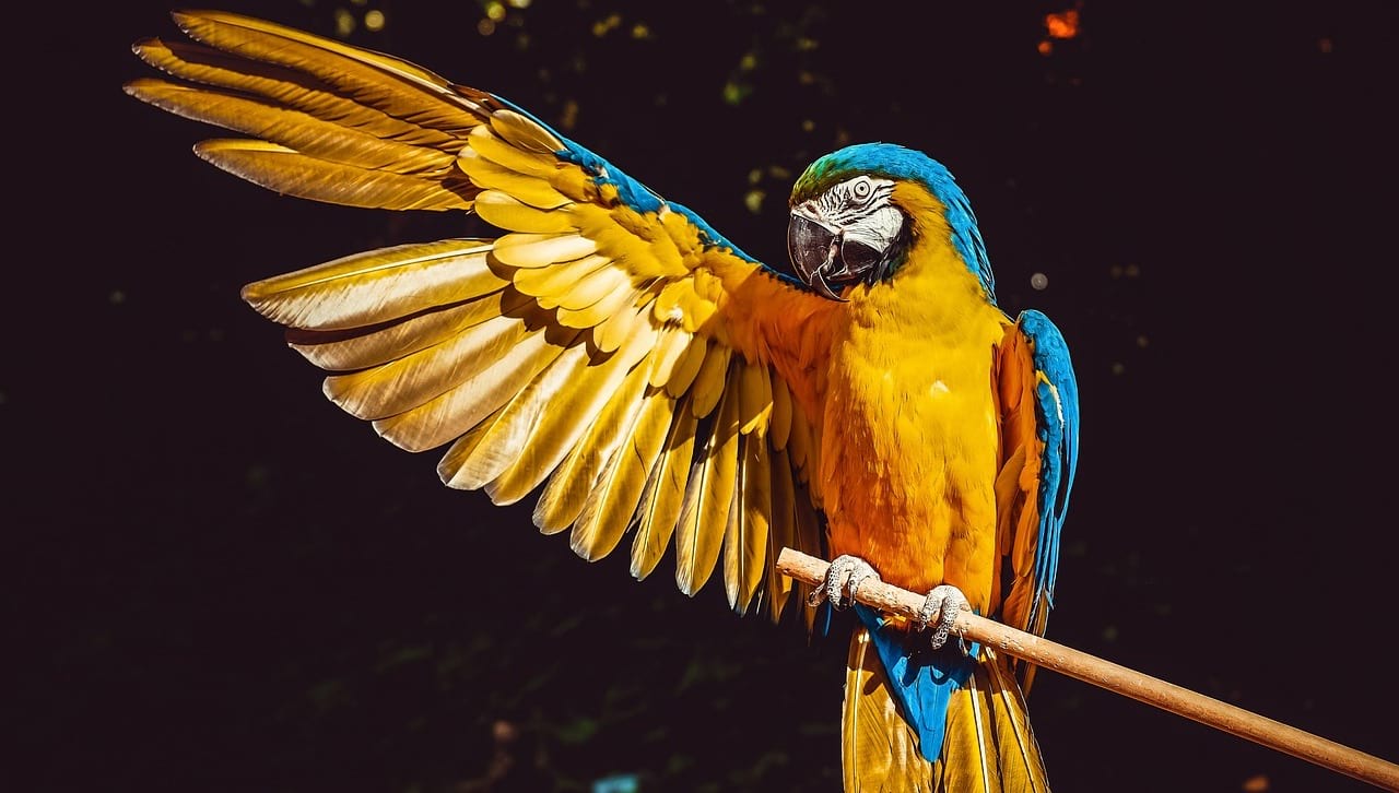This bird leads the way