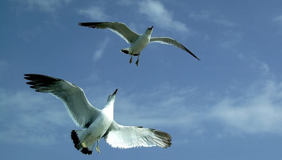 Make them fly higher