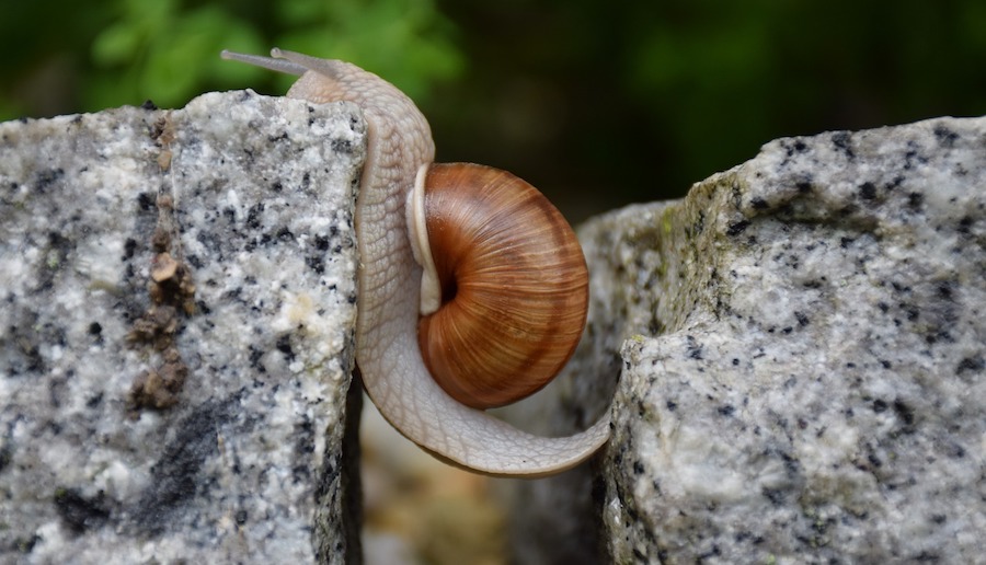 A snail overcoming an obstacle